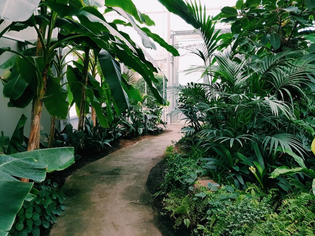 photography of pathway surrounded by plants 1