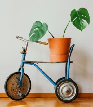 Green Plant