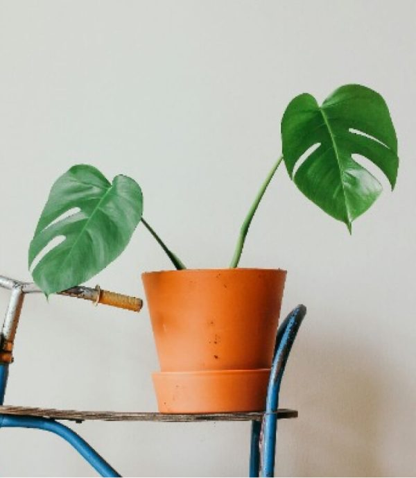 Green Plant - Image 3