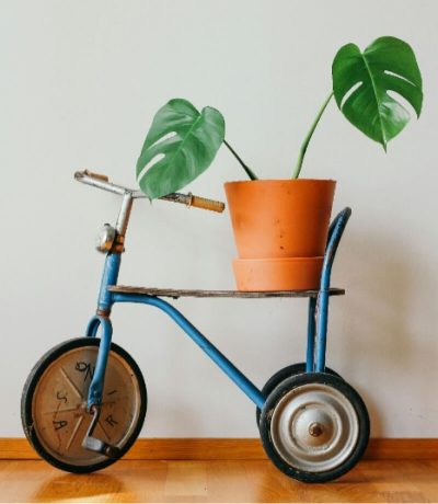 Green Plant