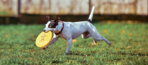 Dog-playing-on-ground