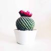Old Lady Cactus
