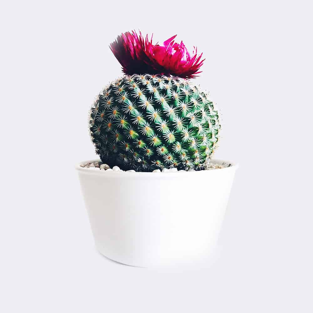 cactus4