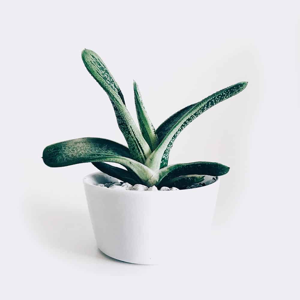 plant3