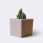 cactus2-free-im