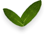 Leafs
