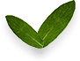 Leafs