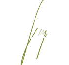 Logo Regular
