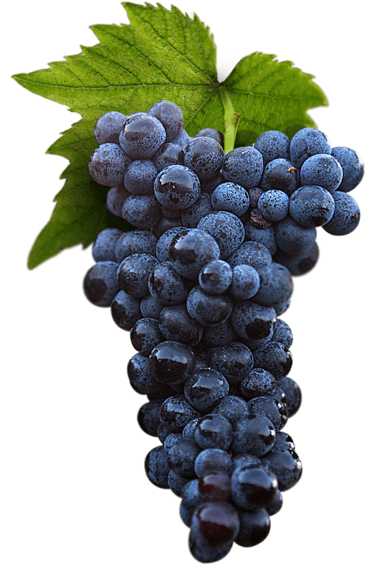 Grapes Image